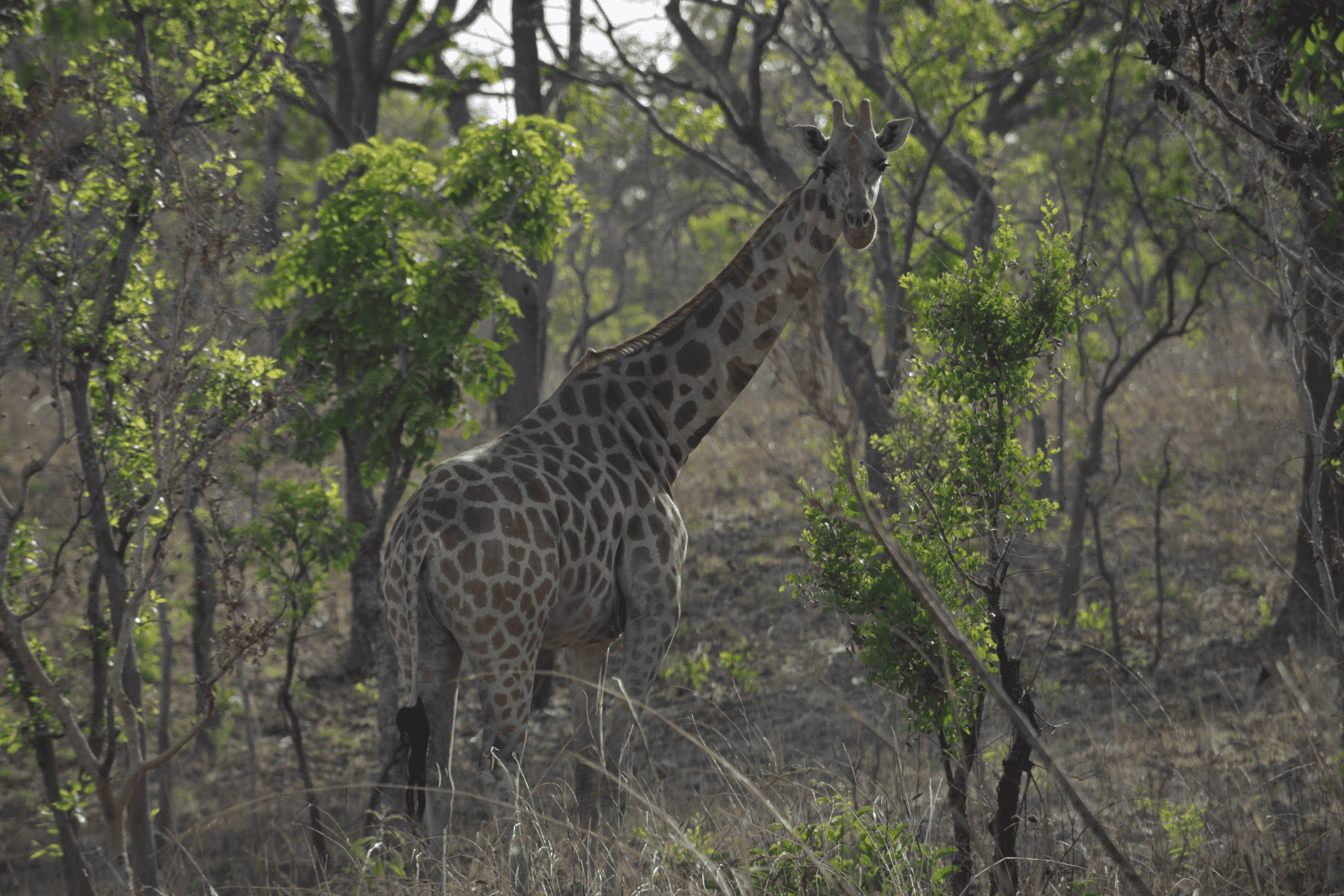 /assets/users/BZP_Cameroon_Giraffe.png